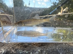 Cyprinella spiloptera