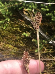 Luzula alpestris