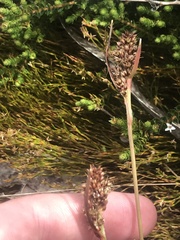 Luzula alpestris