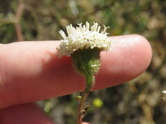 Chaenactis artemisiifolia