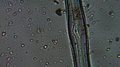 Bacillariophycidae