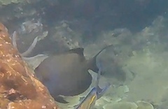 Ctenochaetus striatus