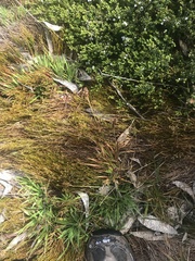 Luzula alpestris