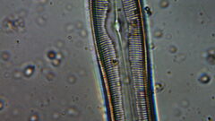 Bacillariophycidae