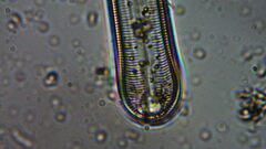 Bacillariophycidae