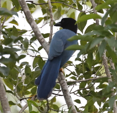 Cyanocorax yucatanicus