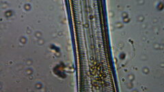 Bacillariophycidae
