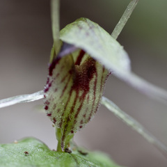 Corybas acuminatus