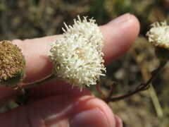Chaenactis artemisiifolia