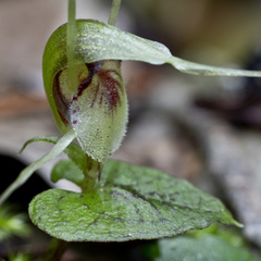 Corybas acuminatus
