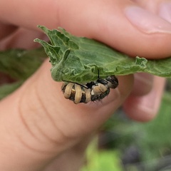 Entomophthora muscae