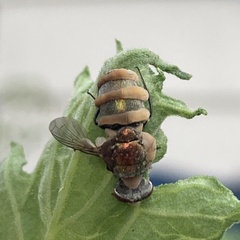 Entomophthora muscae