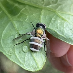 Entomophthora muscae