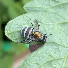 Entomophthora muscae