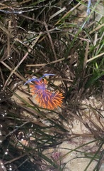 Flabellinopsis iodinea