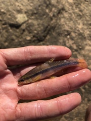 Notropis lutipinnis