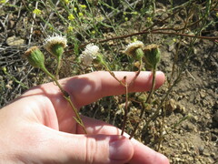 Chaenactis artemisiifolia