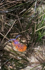 Flabellinopsis iodinea