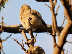 Haemorhous mexicanus