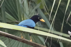 Cyanocorax yucatanicus