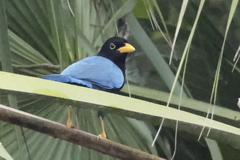 Cyanocorax yucatanicus