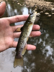 Ameiurus platycephalus