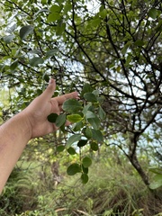 Wikstroemia