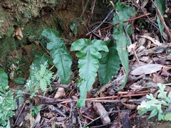 Stegnogramma wilfordii