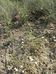 Chaenactis artemisiifolia