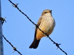 Pyrocephalus rubinus