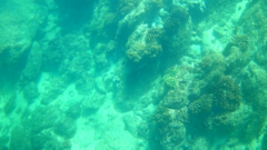 Epinephelus labriformis