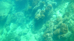 Epinephelus labriformis