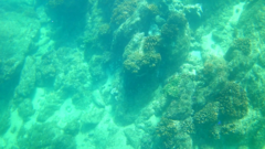 Epinephelus labriformis