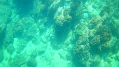 Epinephelus labriformis