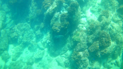 Epinephelus labriformis