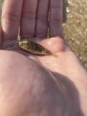 Sphoeroides maculatus