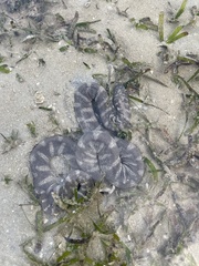 Acrochordus granulatus