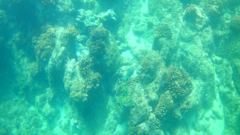 Epinephelus labriformis