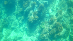 Epinephelus labriformis