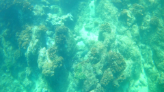 Epinephelus labriformis