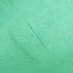 Fistularia commersonii