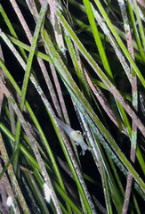Ancula gibbosa