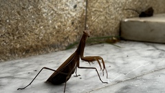 Mantis religiosa