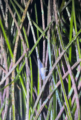 Ancula gibbosa