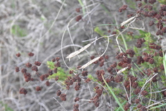 Calochortus splendens