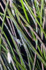 Ancula gibbosa