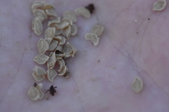 Calochortus splendens
