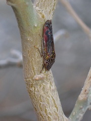 Homalodisca liturata