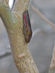 Homalodisca liturata
