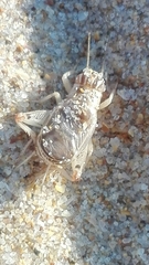 Eugryllodes escalerae